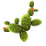 Kaktus icon.png
