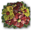 Nordblume icon.png